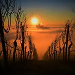 Winzerhof Duering *
