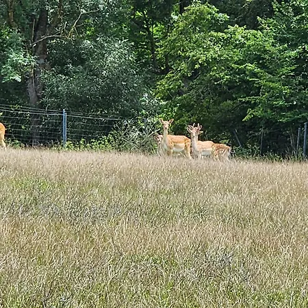 Lägenhet Winzerhof Duering *